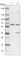 Spermatogenesis Associated 13 antibody, HPA041208, Atlas Antibodies, Western Blot image 