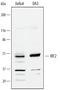 Interferon Regulatory Factor 2 antibody, AF4529, R&D Systems, Western Blot image 