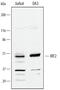 Interferon regulatory factor 2 antibody, AF4529, R&D Systems, Western Blot image 