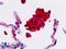 Selectin L antibody, LS-B8766, Lifespan Biosciences, Immunohistochemistry paraffin image 