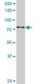 Ribosomal Protein S6 Kinase A3 antibody, H00006197-M01, Novus Biologicals, Western Blot image 