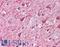 MAP2 antibody, LS-B290, Lifespan Biosciences, Immunohistochemistry paraffin image 