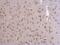 Lamin A/C antibody, PA5-78041, Invitrogen Antibodies, Immunohistochemistry paraffin image 