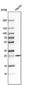 Synaptosome Associated Protein 23 antibody, NBP1-83162, Novus Biologicals, Western Blot image 