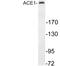 MAP2 antibody, LS-C291711, Lifespan Biosciences, Western Blot image 