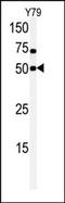 CDC Like Kinase 1 antibody, AP14159PU-N, Origene, Western Blot image 