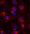 Natriuretic Peptide A antibody, AF3366, R&D Systems, Immunofluorescence image 