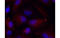 P21 (RAC1) Activated Kinase 1 antibody, MBS835253, MyBioSource, Immunofluorescence image 