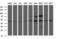 Ankyrin repeat and MYND domain-containing protein 2 antibody, LS-C338464, Lifespan Biosciences, Western Blot image 