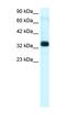 TIA1 Cytotoxic Granule Associated RNA Binding Protein Like 1 antibody, orb327616, Biorbyt, Western Blot image 