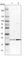 GrpE Like 2, Mitochondrial antibody, HPA023211, Atlas Antibodies, Western Blot image 