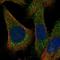 Rab Interacting Lysosomal Protein Like 2 antibody, NBP1-82041, Novus Biologicals, Immunofluorescence image 