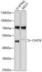 Carbohydrate Sulfotransferase 6 antibody, 13-517, ProSci, Western Blot image 