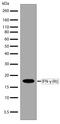 Interferon Gamma antibody, 701125, Invitrogen Antibodies, Western Blot image 