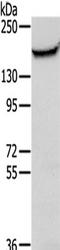 Polymorphic epithelial mucin antibody, TA351575, Origene, Western Blot image 