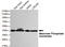 Mannose Phosphate Isomerase antibody, MBS475119, MyBioSource, Western Blot image 