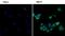 Forkhead Box O3 antibody, PA1-9042, Invitrogen Antibodies, Immunofluorescence image 