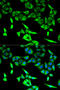 Hydroxyacyl-CoA Dehydrogenase Trifunctional Multienzyme Complex Subunit Alpha antibody, A03666, Boster Biological Technology, Western Blot image 