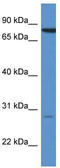 Syntaxin 7 antibody, TA343113, Origene, Western Blot image 