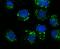 Golgi Membrane Protein 1 antibody, A02975-3, Boster Biological Technology, Immunofluorescence image 