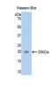 Interleukin 33 antibody, LS-C298533, Lifespan Biosciences, Western Blot image 