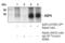 Aquaporin 4 antibody, 59678S, Cell Signaling Technology, Immunoprecipitation image 