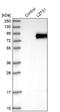 Leucine Zipper Tumor Suppressor 1 antibody, NBP1-83907, Novus Biologicals, Western Blot image 