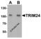 Tripartite Motif Containing 24 antibody, 7383, ProSci, Western Blot image 
