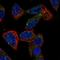 ACOX2 antibody, HPA064845, Atlas Antibodies, Immunofluorescence image 