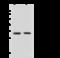 Stratifin antibody, GTX02207, GeneTex, Western Blot image 