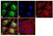 Calmodulin antibody, MA3-918, Invitrogen Antibodies, Immunofluorescence image 