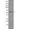 Thyroid Hormone Receptor Alpha antibody, abx218972, Abbexa, Western Blot image 