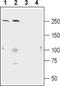 SH3 And Multiple Ankyrin Repeat Domains 1 antibody, PA5-77700, Invitrogen Antibodies, Western Blot image 