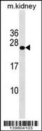 GrpE Like 2, Mitochondrial antibody, 60-370, ProSci, Western Blot image 