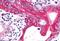 GHRHR antibody, NLS834, Novus Biologicals, Immunohistochemistry paraffin image 
