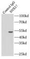 Sorting Nexin 17 antibody, FNab08084, FineTest, Immunoprecipitation image 