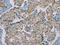 RAD51 Recombinase antibody, CSB-PA248994, Cusabio, Immunohistochemistry frozen image 