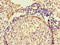 Anoctamin 4 antibody, LS-C395335, Lifespan Biosciences, Immunohistochemistry paraffin image 