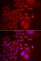 Trafficking Protein Particle Complex 10 antibody, orb373474, Biorbyt, Immunofluorescence image 