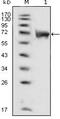 Fibroblast Growth Factor Receptor 1 antibody, GTX83370, GeneTex, Western Blot image 