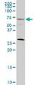Serum Response Factor antibody, H00006722-M02, Novus Biologicals, Western Blot image 