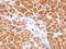 Clathrin Light Chain B antibody, orb387989, Biorbyt, Immunohistochemistry paraffin image 