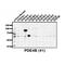 Phosphodiesterase 4B antibody, IQ362, Immuquest, Immunohistochemistry paraffin image 