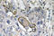 Aquaporin 5 antibody, LS-C291667, Lifespan Biosciences, Immunohistochemistry frozen image 