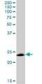 Myelin Oligodendrocyte Glycoprotein antibody, H00004340-B01P, Novus Biologicals, Western Blot image 