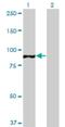 TATA-Box Binding Protein Associated Factor, RNA Polymerase I Subunit C antibody, H00009013-M02, Novus Biologicals, Western Blot image 