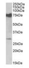 Nicotinamide Nucleotide Adenylyltransferase 3 antibody, orb125180, Biorbyt, Western Blot image 