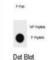 TSC Complex Subunit 1 antibody, abx032208, Abbexa, Western Blot image 