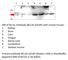 BCL2 Like 1 antibody, BCL2X-101AP, FabGennix, Western Blot image 