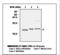 Peroxiredoxin 3 antibody, LS-B2803, Lifespan Biosciences, Western Blot image 